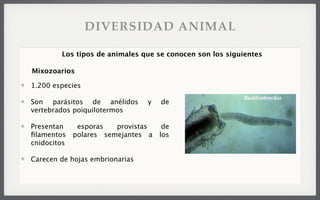 1.200 especies
Son parásitos de anélidos y de
vertebrados poiquilotermos
Presentan esporas provistas de
ﬁlamentos polares semejantes a los
cnidocitos
Carecen de hojas embrionarias
Los tipos de animales que se conocen son los siguientes
Mixozoarios
DIVERSIDAD ANIMAL
 