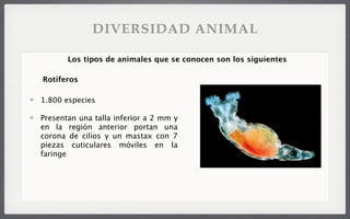 1.800 especies
Presentan una talla inferior a 2 mm y
en la región anterior portan una
corona de cilios y un mastax con 7
piezas cuticulares móviles en la
faringe
Los tipos de animales que se conocen son los siguientes
Rotíferos
DIVERSIDAD ANIMAL
 
