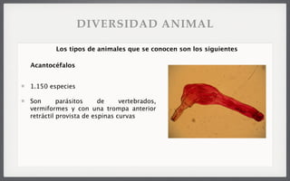 1.150 especies
Son parásitos de vertebrados,
vermiformes y con una trompa anterior
retráctil provista de espinas curvas
Los tipos de animales que se conocen son los siguientes
Acantocéfalos
DIVERSIDAD ANIMAL
 