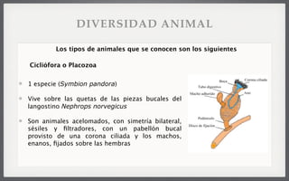 1 especie (Symbion pandora)
Vive sobre las quetas de las piezas bucales del
langostino Nephrops norvegicus
Son animales acelomados, con simetría bilateral,
sésiles y ﬁltradores, con un pabellón bucal
provisto de una corona ciliada y los machos,
enanos, ﬁjados sobre las hembras
Los tipos de animales que se conocen son los siguientes
Cicliófora o Placozoa
DIVERSIDAD ANIMAL
 