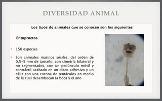 150 especies
Son animales marinos sésiles, del orden de
0,5-5 mm de tamaño, con simetría bilateral y
no segmentados, con un pedúnculo móvil y
contráctil acabado en un disco adhesivo y un
cáliz con una corona de tentáculos en medio
de la cual desembocan la boca y el ano
Los tipos de animales que se conocen son los siguientes
Entoproctos
DIVERSIDAD ANIMAL
 
