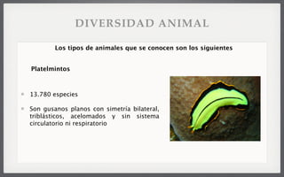 13.780 especies
Son gusanos planos con simetría bilateral,
triblásticos, acelomados y sin sistema
circulatorio ni respiratorio
Los tipos de animales que se conocen son los siguientes
Platelmintos
DIVERSIDAD ANIMAL
 