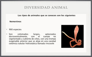 900 especies
Son celomados largos, aplastados
dorsoventralmente, con el cuerpo no
segmentado y cubierto de cilios, con una trompa
evaginable anterior que se aloja en una cavidad
celómica tubular hidrostática llamada rincocele
Los tipos de animales que se conocen son los siguientes
Nemertinos
DIVERSIDAD ANIMAL
 