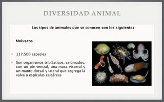117.500 especies
Son organismos triblásticos, celomados,
con un pie ventral, una masa visceral y
un manto dorsal y lateral que segrega la
valva o espículas calcáreas
Los tipos de animales que se conocen son los siguientes
Moluscos
DIVERSIDAD ANIMAL
 