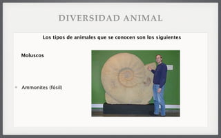 Ammonites (fósil)
Los tipos de animales que se conocen son los siguientes
Moluscos
DIVERSIDAD ANIMAL
 