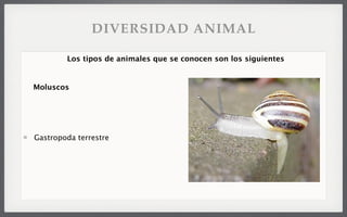 Gastropoda terrestre
Los tipos de animales que se conocen son los siguientes
Moluscos
DIVERSIDAD ANIMAL
 