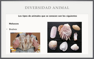 Bivalvos
Los tipos de animales que se conocen son los siguientes
Moluscos
DIVERSIDAD ANIMAL
 