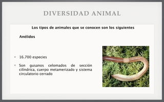 16.700 especies
Son gusanos celomados de sección
cilíndrica, cuerpo metamerizado y sistema
circulatorio cerrado
Los tipos de animales que se conocen son los siguientes
Anélidos
DIVERSIDAD ANIMAL
 