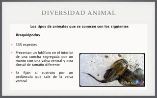 335 especies
Presentan un lofóforo en el interior
de una concha segregada por un
manto con una valva ventral y otra
dorsal de tamaño diferente
Se ﬁjan al sustrato por un
pedúnculo que sale de la valva
ventral
Los tipos de animales que se conocen son los siguientes
Braquiópodos
DIVERSIDAD ANIMAL
 