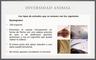 100 especies
Presentan el cuerpo transparente en
forma de ﬂecha con una cabeza provista
de ojos y de poderosos ganchos
quitinosos y con un capuchón que puede
rodear la cabeza
El tronco porta dos aletas laterales y una
aleta caudal horizontal
No tienen aparato circulatorio ni excretor
Los tipos de animales que se conocen son los siguientes
Quetognatos
DIVERSIDAD ANIMAL
 