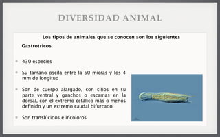 430 especies
Su tamaño oscila entre la 50 micras y los 4
mm de longitud
Son de cuerpo alargado, con cilios en su
parte ventral y ganchos o escamas en la
dorsal, con el extremo cefálico más o menos
deﬁnido y un extremo caudal bifurcado
Son translúcidos e incoloros
Los tipos de animales que se conocen son los siguientes
Gastrotricos
DIVERSIDAD ANIMAL
 