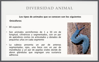 80 especies
Son animales vermiformes de 1 a 30 cm de
longitud, cilíndricos y segmentados, con un par
de apéndices cortos no articulados y dotados de
pequeñas uñas en cada segmento
La cabeza presenta un par de antenas
segmentadas, ojos, una boca con un par de
mandíbulas y un par de papilas orales donde de
abren glándulas que segregan una sustancia
adhesiva
Los tipos de animales que se conocen son los siguientes
Onicóforos
DIVERSIDAD ANIMAL
 