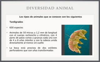 600 especies
Animales de 50 micras a 1,2 mm de longitud
con el cuerpo rechoncho y cilíndrico, con 4
pares de patas cortas y gruesas cada una con
de 4 a 8 uñas móviles y con la cabeza unida
directamente al tronco sin cuello
La boca está provista de dos estiletes
perforadores que son uñas transformadas
Los tipos de animales que se conocen son los siguientes
Tardígrados
DIVERSIDAD ANIMAL
 