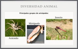 Principales grupos de artrópodos
Arácnido
Miriápodo
Insecto
DIVERSIDAD ANIMAL
 