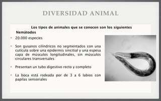 20.000 especies
Son gusanos cilíndricos no segmentados con una
cutícula sobre una epidermis sincitial y una espesa
capa de músculos longitudinales, sin músculos
circulares transversales
Presentan un tubo digestivo recto y completo
La boca está rodeada por de 3 a 6 labios con
papilas sensoriales
Los tipos de animales que se conocen son los siguientes
Nemátodos
DIVERSIDAD ANIMAL
 
