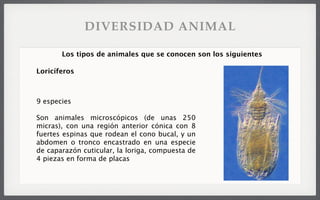 9 especies
Son animales microscópicos (de unas 250
micras), con una región anterior cónica con 8
fuertes espinas que rodean el cono bucal, y un
abdomen o tronco encastrado en una especie
de caparazón cuticular, la loriga, compuesta de
4 piezas en forma de placas
Los tipos de animales que se conocen son los siguientes
Loricíferos
DIVERSIDAD ANIMAL
 