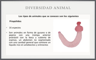 16 especies
Son animales en forma de gusano o de
pepino con una trompa anterior
protráctil con la boca y cubierta de
espinas, un abdomen no segmentado
con una cavidad general que contiene un
líquido rico en amebocitos y eritrocitos
Los tipos de animales que se conocen son los siguientes
Priapúlidos
DIVERSIDAD ANIMAL
 