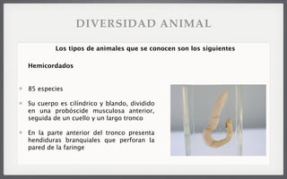 85 especies
Su cuerpo es cilíndrico y blando, dividido
en una probóscide musculosa anterior,
seguida de un cuello y un largo tronco
En la parte anterior del tronco presenta
hendiduras branquiales que perforan la
pared de la faringe
Los tipos de animales que se conocen son los siguientes
Hemicordados
DIVERSIDAD ANIMAL
 