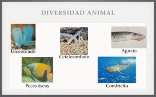 Urocordado
Cefalocordado
Agnato
CondrictioPeces óseos
DIVERSIDAD ANIMAL
 