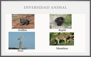 Anﬁbio Reptil
Aves
Mamífero
DIVERSIDAD ANIMAL
 