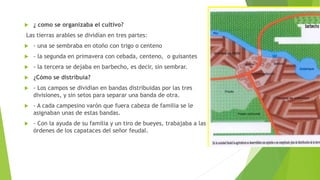  ¿ como se organizaba el cultivo?
Las tierras arables se dividían en tres partes:
 - una se sembraba en otoño con trigo o centeno
 - la segunda en primavera con cebada, centeno, o guisantes
 - la tercera se dejaba en barbecho, es decir, sin sembrar.
 ¿Cómo se distribuía?
 - Los campos se dividían en bandas distribuidas por las tres
divisiones, y sin setos para separar una banda de otra.
 - A cada campesino varón que fuera cabeza de familia se le
asignaban unas de estas bandas.
 - Con la ayuda de su familia y un tiro de bueyes, trabajaba a las
órdenes de los capataces del señor feudal.
 
