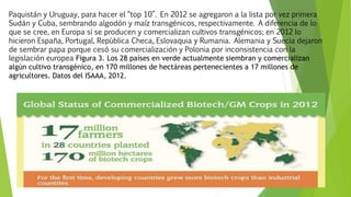 Paquistán y Uruguay, para hacer el “top 10”. En 2012 se agregaron a la lista por vez primera
Sudán y Cuba, sembrando algodón y maíz transgénicos, respectivamente. A diferencia de lo
que se cree, en Europa sí se producen y comercializan cultivos transgénicos; en 2012 lo
hicieron España, Portugal, República Checa, Eslovaquia y Rumania. Alemania y Suecia dejaron
de sembrar papa porque cesó su comercialización y Polonia por inconsistencia con la
legislación europea Figura 3. Los 28 países en verde actualmente siembran y comercializan
algún cultivo transgénico, en 170 millones de hectáreas pertenecientes a 17 millones de
agricultores. Datos del ISAAA, 2012.
 