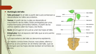  Morfología del tallo:
• Tallo principal: Es el tallo a partir del cual comienzan a
desarrollarse los tallos secundarios.
• Yemas: A partir de las cuales se desarrolla el
crecimiento de los tallos. Están protegidas por unas
hojitas llamadas primordios foliares. A partir de las
yemas axilares salen las hojas y las flores.
• Nudo: Es el lugar en el cual se unen las hojas al tallo.
• Entrenudos: Son el espacio del tallo que se encuentra
entre dos nudos.
• La capa externa del tallo se denomina epidermis.
• Los tejidos conductores (haces vasculares; xilema y
floema) se encuentran en el interior del tallo, que se
prolongan por las hojas donde reciben el nombre de
nervios.
 