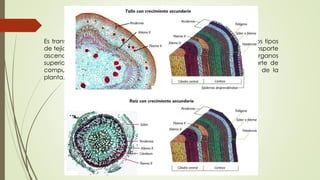 Floema y Xilema
Es transporte de sustancias a lo largo de la planta y es realizado por dos tipos
de tejidos complejos, el xilema y el floema. El primero se encarga del transporte
ascendente del agua y los minerales desde las raíces hacia los órganos
superiores de la planta, mientras que el floema se ocupa del transporte de
compuestos orgánicos desde las hojas hacia el resto de los órganos de la
planta.
 