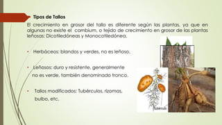  Tipos de Tallos
El crecimiento en grosor del tallo es diferente según las plantas, ya que en
algunas no existe el cambium, o tejido de crecimiento en grosor de las plantas
leñosas: Dicotiledóneas y Monocotiledónea.
• Herbáceos: blandos y verdes, no es leñoso.
• Leñosos: duro y resistente, generalmente
no es verde, también denominado tronco.
• Tallos modificados: Tubérculos, rizomas,
bulbo, etc.
 