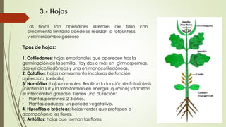 3.- Hojas
Las hojas son apéndices laterales del tallo con
crecimiento limitado donde se realizan la fotosíntesis
y el intercambio gaseoso
Tipos de hojas:
1. Cotiledones: hojas embrionales que aparecen tras la
germinación de la semilla. Hay dos o más en gimnospermas,
dos en dicotiledóneas y una en monocotiledóneas.
2. Catafilos: hojas normalmente incoloras de función
protectora (cebolla)
3. Nomófilos: hojas normales. Realizan la función de fotosíntesis
(captan la luz y la transforman en energía química) y facilitan
el intercambio gaseoso. Tienen una duración:
• Plantas perennes: 2-3 años.
• Plantas caducas: un periodo vegetativo.
4. Hipsofilos o brácteas: hojas verdes que protegen o
acompañan a las flores.
5. Antófilos: hojas que forman las flores.
 