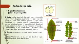 • Partes de una hoja:
 Hojas Dicotiledóneas
(Clase Magnoliopsida)
El limbo es la superficie laminar, con frecuencia
verde y muy delgada, que tiene una cara superior
(haz) y una cara inferior (envés) y que está
recorrida por nervios (haces conductores por
donde circula el agua y los nutrientes). Según el
limbo, podemos diferenciar las hojas en simples (un
único limbo) o en compuestas (el limbo está
dividido en hojas separadas llamadas foliolos).
El peciolo es el pedúnculo que une el limbo con el
tallo.
La base foliar o vaina es la parte por donde la hoja
queda unida al nudo de un tallo.
 