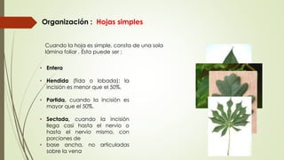 Organización : Hojas simples
Cuando la hoja es simple, consta de una sola
lámina foliar . Ésta puede ser :
• Entera
• Hendida (fida o lobada): la
incisión es menor que el 50%.
• Partida, cuando la incisión es
mayor que el 50%.
• Sectada, cuando la incisión
llega casi hasta el nervio o
hasta el nervio mismo, con
porciones de
• base ancha, no articuladas
sobre la vena
 