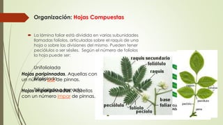 Organización: Hojas Compuestas
 La lámina foliar está dividida en varias subunidades
llamadas folíolos, articuladas sobre el raquis de una
hoja o sobre las divisiones del mismo. Pueden tener
peciólulos o ser sésiles. Según el número de folíolos
la hoja puede ser:
Unifoliolada
Bifoliolada
Trifoliolada o ternada
Hojas paripinnadas. Aquellas con
un número par de pinnas.
Hojas imparipinnadas. Aquellas
con un número impar de pinnas.
 