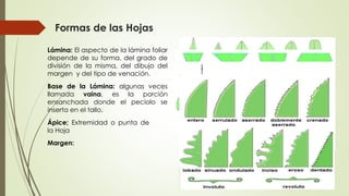 Formas de las Hojas
Lámina: El aspecto de la lámina foliar
depende de su forma, del grado de
división de la misma, del dibujo del
margen y del tipo de venación.
Base de la Lámina: algunas veces
llamada vaina, es la porción
ensanchada donde el pecíolo se
inserta en el tallo.
Ápice; Extremidad o punta de
la Hoja
Margen:
 