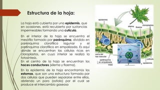 Estructura de la hoja:
La hoja está cubierta por una epidermis, que
en ocasiones, está recubierta por sustancias
impermeables formando una cutícula.
En el interior de la hoja se encuentra el
mesófilo formado por parénquima, dividido en
parénquima clorofílico lagunar y el
parénquima clorofílico en empalizada. Es aquí
donde se encuentran las células ricas en
cloroplastos, en cuyo interior se realiza la
fotosíntesis.
En el centro de la hoja se encuentran los
haces conductores (xilema y floema).
En la epidermis de la hoja encontramos los
estomas, que son una estructura formada por
dos células que pueden separarse entre ellas,
abriendo un poro (ostiolo) por el cual se
produce el intercambio gaseoso
 