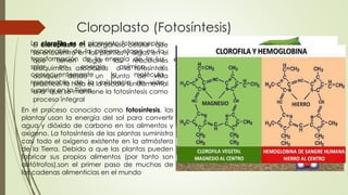 Cloroplasto (Fotosíntesis)
El cloroplasto es el orgánulo celular que
se encuentra en las plantas y algas en el
que tienen lugar las reacciones
bioquímicas asociadas a la fotosíntesis
aunque, desde un punto de vista
práctico, la hoja es la escala fundamental
a la que se mantiene la fotosíntesis como
proceso integral
En el proceso conocido como fotosíntesis, las
plantas usan la energía del sol para convertir
agua y dióxido de carbono en los alimentos y
oxígeno. La fotosíntesis de las plantas suministra
casi todo el oxígeno existente en la atmósfera
de la Tierra. Debido a que las plantas pueden
fabricar sus propios alimentos (por tanto son
autótrofos),son el primer paso de muchas de
las cadenas alimenticias en el mundo
La clorofila es el pigmento fotorreceptor
responsable de la primera etapa en la
transformación de la energía de la luz
solar en energía química, y
consecuentemente la molécula
responsable de la existencia de vida
superior en la Tierra
 