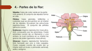 4.- Partes de la Flor:
Sépalos: hojas de color verde en la parte
más externa. El conjunto de sépalos forma
el cáliz.
Pétalos: hojas grandes, brillantes y
coloridas que se encuentran en el interior
de los sépalos. Envuelven las estructuras
reproductoras. El conjunto de pétalos
forma la corola.
Androceo: órgano reproductor masculino.
Está compuesto por los estambres. Cada
estambre consta de un filamento y una
antera, la cual contiene en su interior los
granos de polen (gametos masculinos).
Gineceo: órgano reproductor femenino.
Está formado por uno o más carpelos.
Cada carpelo consta de ovario (en su
interior está el óvulo o primordio seminal),
estilo y estigma.
 