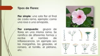 Tipos de Flores:
Flor simple: una sola flor al final
de cada rama, ejemplo: como
una rosa o una amapola.
Flor compuesta: grupos de
flores en una misma rama. Se
ramifica de diferentes formas y
recibe el nombre de
Inflorescencia. Un ejemplo son
las margaritas, los girasoles, el
romero, el tomillo, el plátano,
etc.
 