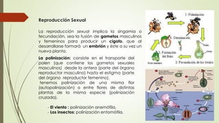 Reproducción Sexual
La polinización: consiste en el transporte del
polen (que contiene los gametos sexuales
masculinos) desde la antera (parte del órgano
reproductor masculino) hasta el estigma (parte
del órgano reproductor femenino).
tenemos polinización de una misma flor
(autopolinización) o entre flores de distintas
plantas de la misma especie (polinización
cruzada).
- El viento : polinización anemófila.
- Los insectos: polinización entomófila.
La reproducción sexual implica la singamia o
fecundación, sea la fusión de gametos masculinos
y femeninos para producir un cigoto, que al
desarrollarse formará un embrión y éste a su vez un
nueva planta.
 