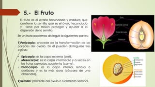 5.- El Fruto
El fruto es el ovario fecundado y maduro que
contiene la semilla que es el óvulo fecundado
y tiene por misión proteger y ayudar a la
dispersión de la semilla.
En un fruto podemos distinguir la siguientes partes:
1)Pericarpio: procede de la transformación de las
paredes del ovario. En él pueden distinguirse tres
capas:
• Epicarpio: es la capa externa (piel).
• Mesocarpio: es la capa intermedia y a veces en
los frutos carnosos, suculenta (carne).
• Endocarpio: es la capa interna, leñosa o
coriácea y es la más dura (cáscara de una
almendra).
2)Semilla: procede del óvulo o rudimento seminal.
 