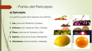 - Partes del Pericarpio
a) Epicarpio
La superficie puede tener aspectos muy distintos:
1. Lisa como en Pimiento o Cereza.
2. Pruinosa (con ceras) en Vid y Ciruela.
3. Pilosa como en el Durazno y Kiwi .
4. Espinas como en la Tuna y Rambután
5. Glanduloso como el Limón y Naranja
 