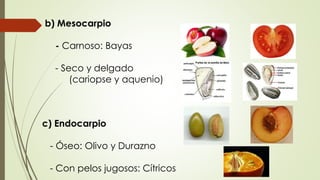 c) Endocarpio
- Óseo: Olivo y Durazno
- Con pelos jugosos: Cítricos
b) Mesocarpio
- Carnoso: Bayas
- Seco y delgado
(cariopse y aquenio)
 