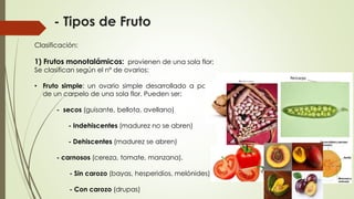 - Tipos de Fruto
Clasificación:
1) Frutos monotalámicos: provienen de una sola flor;
Se clasifican según el nº de ovarios:
• Fruto simple: un ovario simple desarrollado a partir
de un carpelo de una sola flor. Pueden ser:
- secos (guisante, bellota, avellano)
- Indehiscentes (madurez no se abren)
- Dehiscentes (madurez se abren)
- carnosos (cereza, tomate, manzana).
- Sin carozo (bayas, hesperidios, melónides)
- Con carozo (drupas)
 