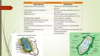 TABLA DE DIFERENCIAS TABLA DE DIFERENCIAS
PROCARIOTAS EUCARIOTAS
Células de tamaño pequeño Células de tamaño generalmente
grande
ADN disperso por el citoplasma
(genóforo)
ADN en el núcleo rodeado por una
membrana
Ribosomas 70 S Ribosomas 80 S (los presentes en
mitocondrias y cloroplastos son 70 S)
Sin orgánulos celulares Con orgánulos celulares
División celular directa (sin mitosis) División celular por mitosis
Sin centriolos, huso mitótico y
microtúbulos
Con centriolos, huso mitótico y
microtúbulos
Pocas formas multicelulares. No forman
tejidos
Formas unicelulares y multicelulares.
Estas últimas
Grandes diferencias en sus
metabolismos
Idéntico metabolismo de obtención de
energía(glucólisis y
ciclo de Krebs)
 