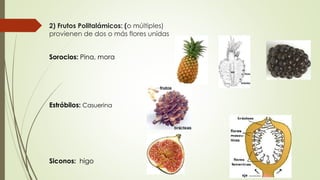 2) Frutos Politalámicos: (o múltiples)
provienen de dos o más flores unidas
Sorocios: Pina, mora
Estróbilos: Casuerina
Siconos: higo
 