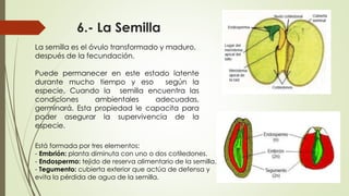 6.- La Semilla
La semilla es el óvulo transformado y maduro,
después de la fecundación.
Puede permanecer en este estado latente
durante mucho tiempo y eso según la
especie. Cuando la semilla encuentra las
condiciones ambientales adecuadas,
germinará. Esta propiedad le capacita para
poder asegurar la supervivencia de la
especie.
Está formada por tres elementos:
- Embrión: planta diminuta con uno o dos cotiledones.
- Endospermo: tejido de reserva alimentario de la semilla.
- Tegumento: cubierta exterior que actúa de defensa y
evita la pérdida de agua de la semilla.
 