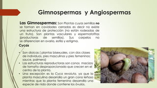 Gimnospermas y Angiospermas
Las Gimnospermas: Son Plantas cuyas semillas no
se forman en cavidades cerradas es decir no existe
una estructura de protección (no están rodeadas de
un fruto). Son plantas vasculares y espermatofitas
(productoras de semillas). Sus carpelos no
se diferencian en ovario, estilo y estigma.
Cycas
• Son dioicas ( plantas bisexuales, con dos clases
de individuos, pies masculinos y pies femeninos;
sauce, palmera)
• Las estructuras reproductoras son conos macizos
de tamaño desproporcionado que crecen en el
centro de la planta.
• Una excepción es la Cyca revoluta, ya que la
planta masculina desarrolla un gran cono leñoso
mientras que la planta femenina desarrolla una
especie de nido donde contiene los óvulos.
 