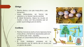 Ginkgo
• Planta dioica, con pie masculino y pie
femenino.
• Hojas bilobuladas, en forma de
abanico y no tienen nervio central.
• El árbol femenino, libera los óvulos al
medio y éstos son fecundados por el
polen que le llega por el viento.
Coníferas
• Plantas monoicas (estructuras reproductoras
masculinas y femeninas separadas pero en
un mismo pie; maíz , zapallo).
• Tienen un crecimiento lento (decenas de
años).
• El ciclo biológico empieza en la
fecundación por el viento de un óvulo por
un grano de polen.
 