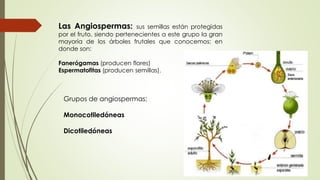 Las Angiospermas: sus semillas están protegidas
por el fruto, siendo pertenecientes a este grupo la gran
mayoría de los árboles frutales que conocemos; en
donde son:
Fanerógamas (producen flores)
Espermatofitas (producen semillas).
Grupos de angiospermas:
Monocotiledóneas
Dicotiledóneas
 