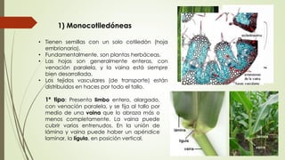 1) Monocotiledóneas
• Tienen semillas con un solo cotiledón (hoja
embrionaria).
• Fundamentalmente, son plantas herbáceas.
• Las hojas son generalmente enteras, con
venación paralela, y la vaina está siempre
bien desarrollada.
• Los tejidos vasculares (de transporte) están
distribuidos en haces por todo el tallo.
1º tipo: Presenta limbo entero, alargado,
con venación paralela, y se fija al tallo por
medio de una vaina que lo abraza más o
menos completamente. La vaina puede
cubrir varios entrenudos. En la unión de
lámina y vaina puede haber un apéndice
laminar, la lígula, en posición vertical.
 